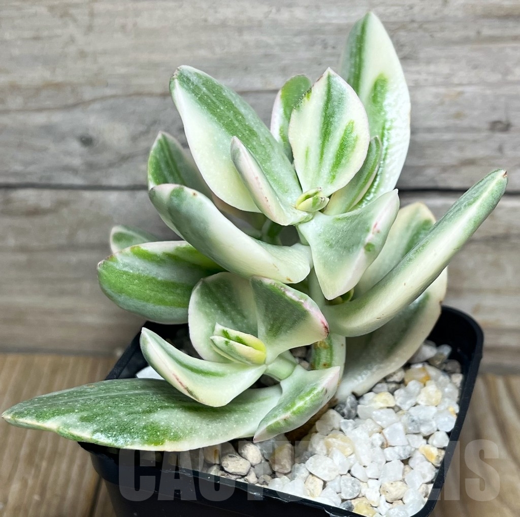 SHPR18438 Crassula arborescens 'White' – Image 3