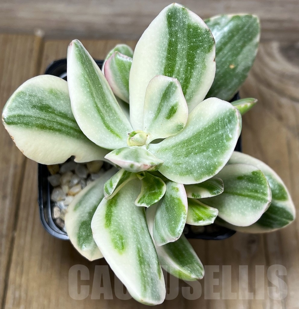 SHPR18438 Crassula arborescens 'White' – Image 2