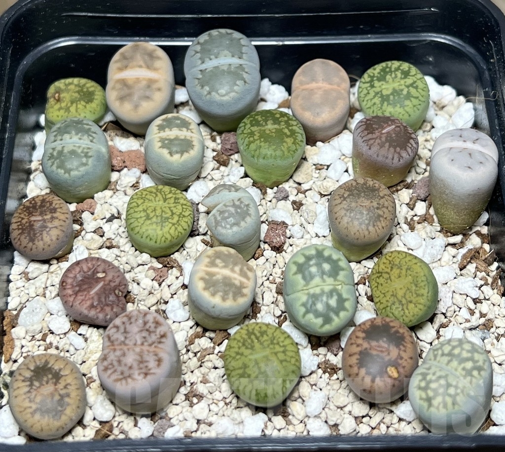 SHPR18440 Lithops mix - Imagen 2
