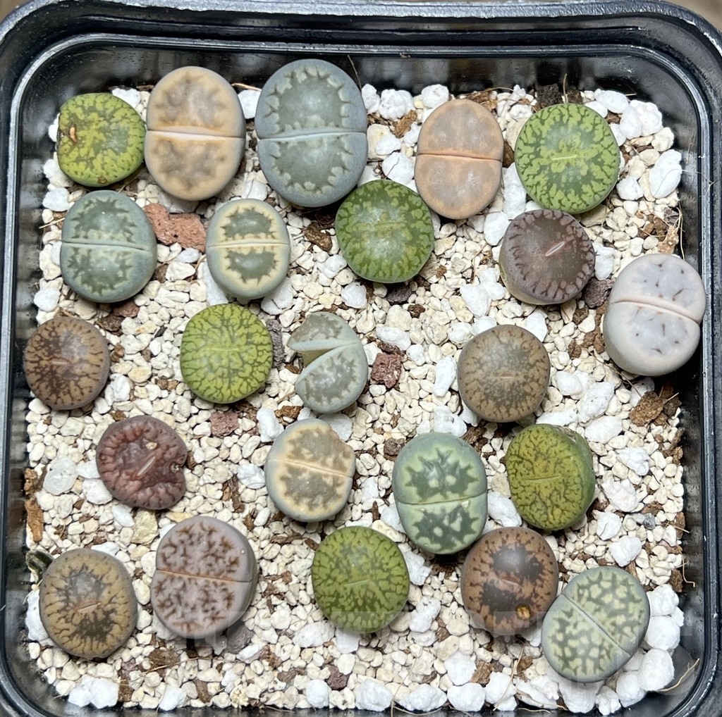 SHPR18440 Lithops mix