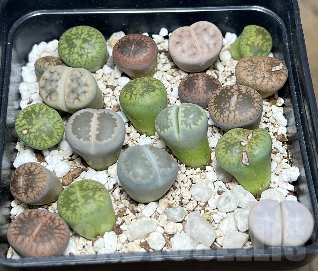 SHPR18441 Lithops mix - Obrázek 2