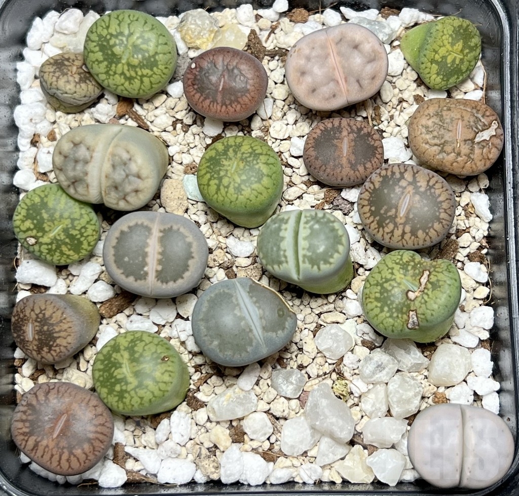 SHPR18441 Lithops mix