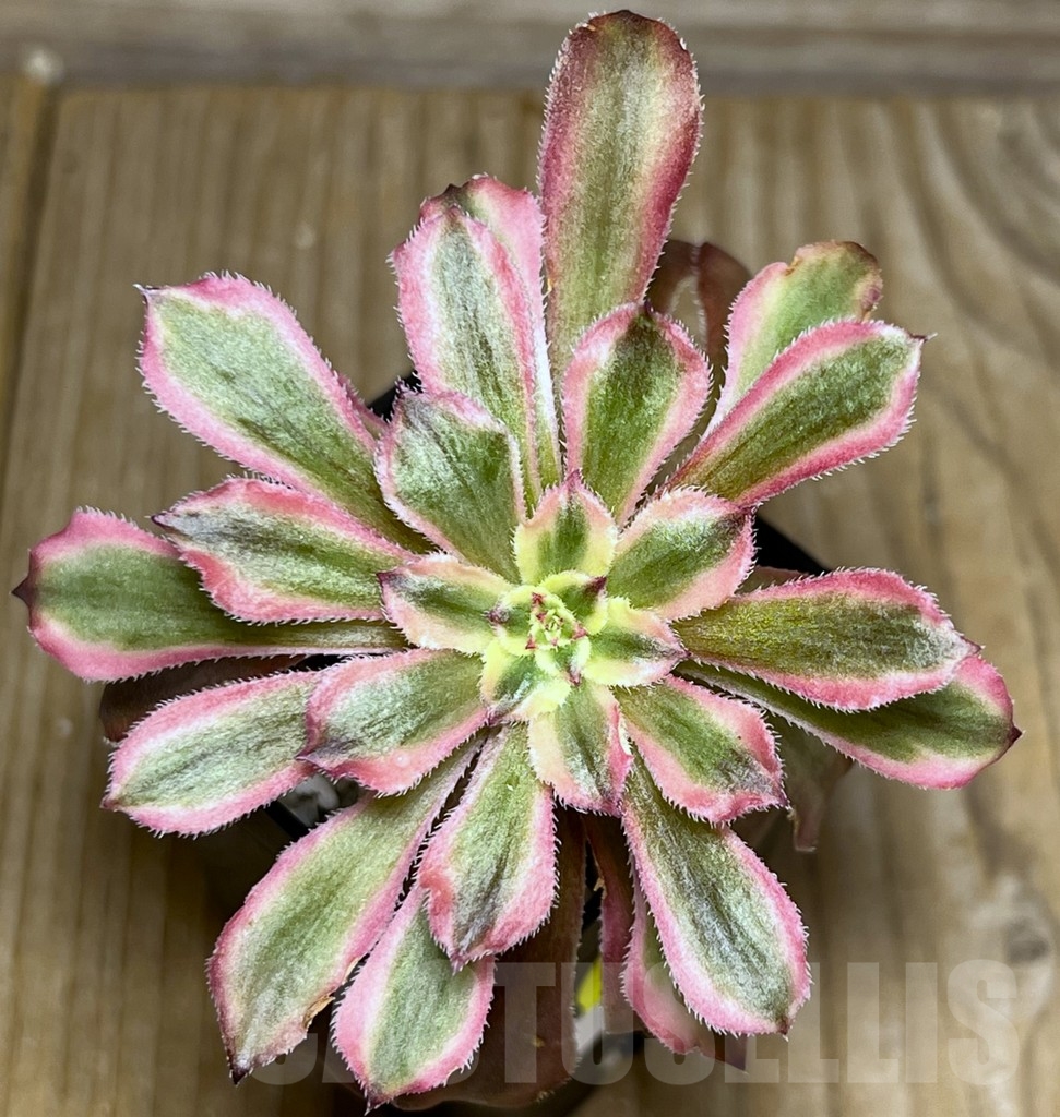 SHPR18442 Aeonium 'Mardi Gras'