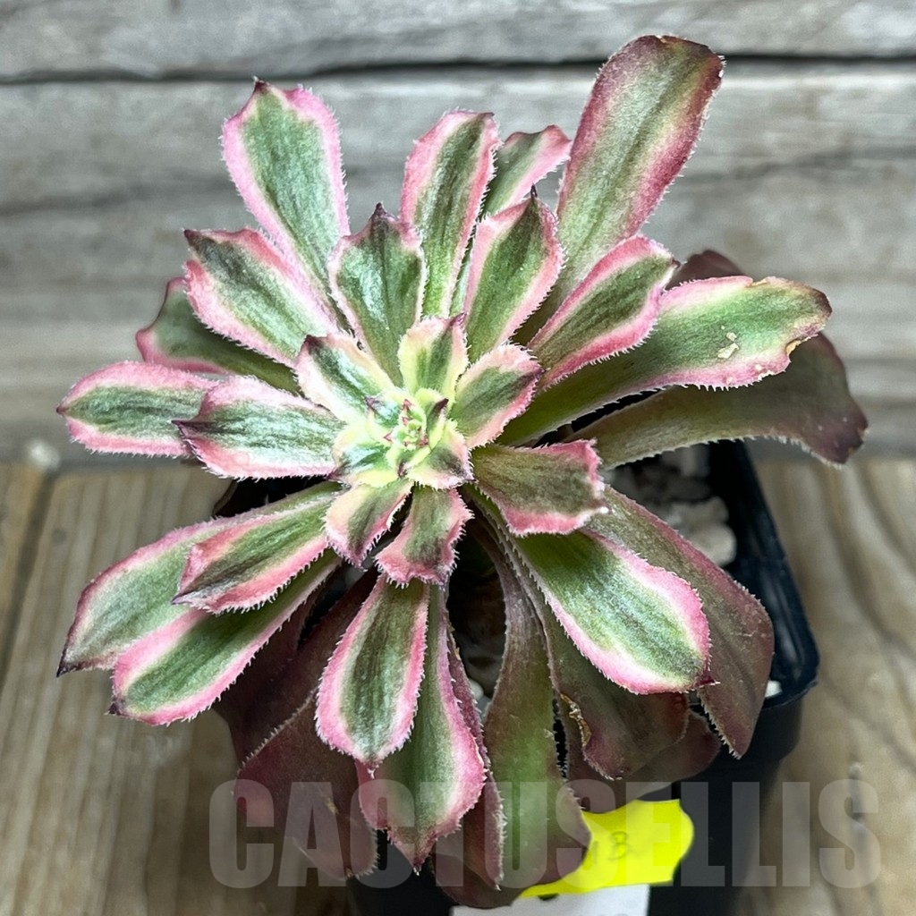 SHPR18442 Aeonium 'Mardi Gras' - Obrázek 2