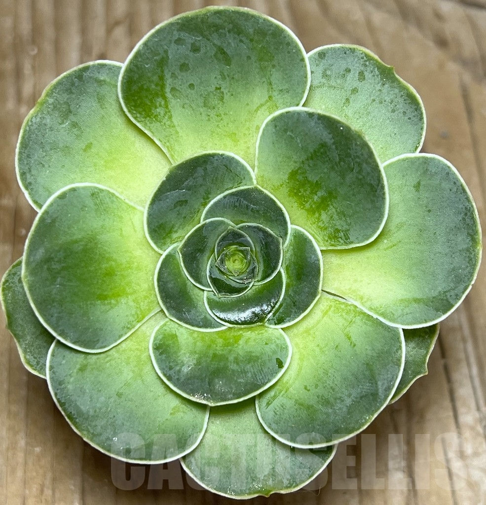 SHPR18443 Greenovia sp.