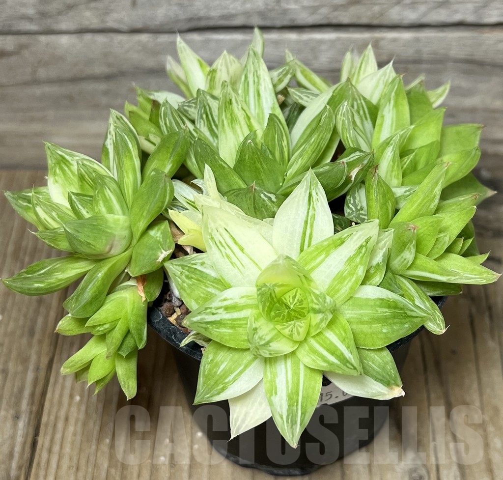 SHPR18444 Haworthia cymbiformis f. variegata - Image 3