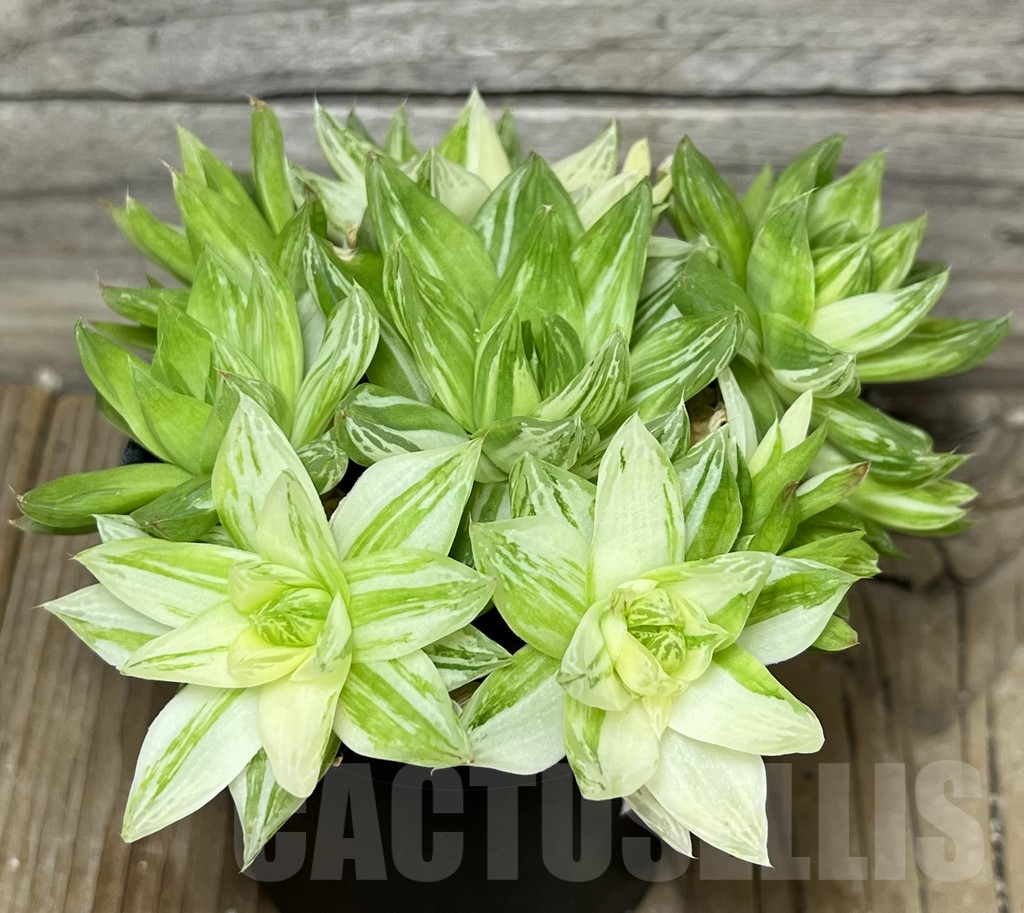SHPR18444 Haworthia cymbiformis f. variegata
