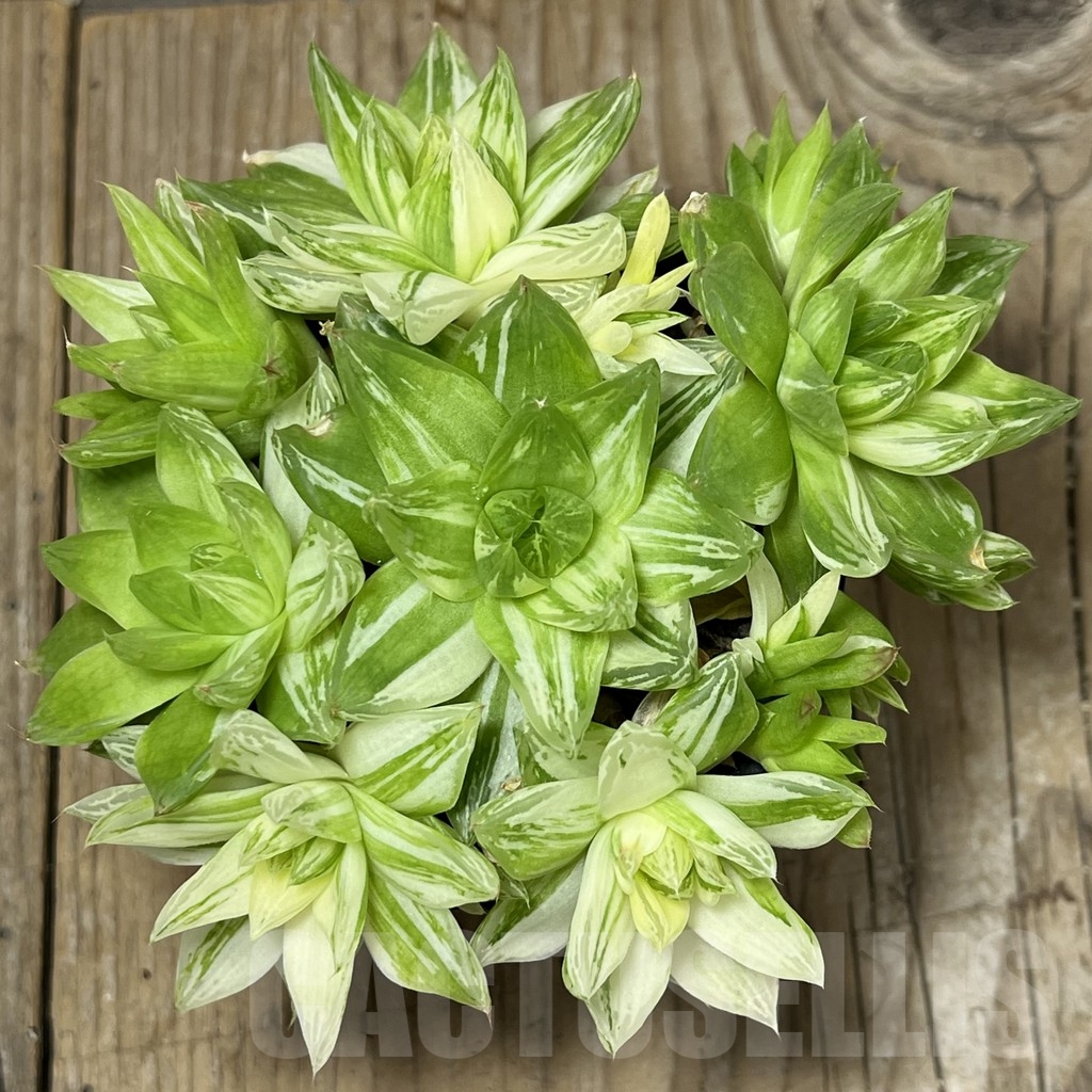SHPR18444 Haworthia cymbiformis f. variegata - Image 2