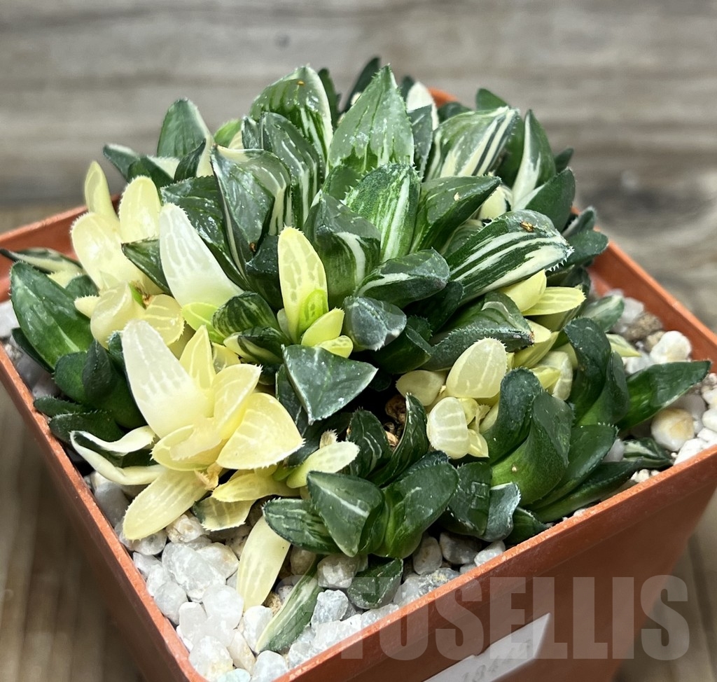 SHPR18445 Haworthia retusa f. variegata - Image 2