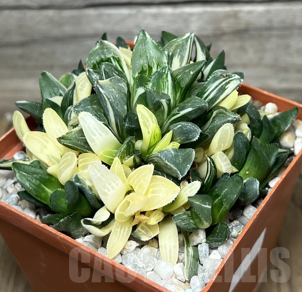SHPR18445 Haworthia retusa f. variegata