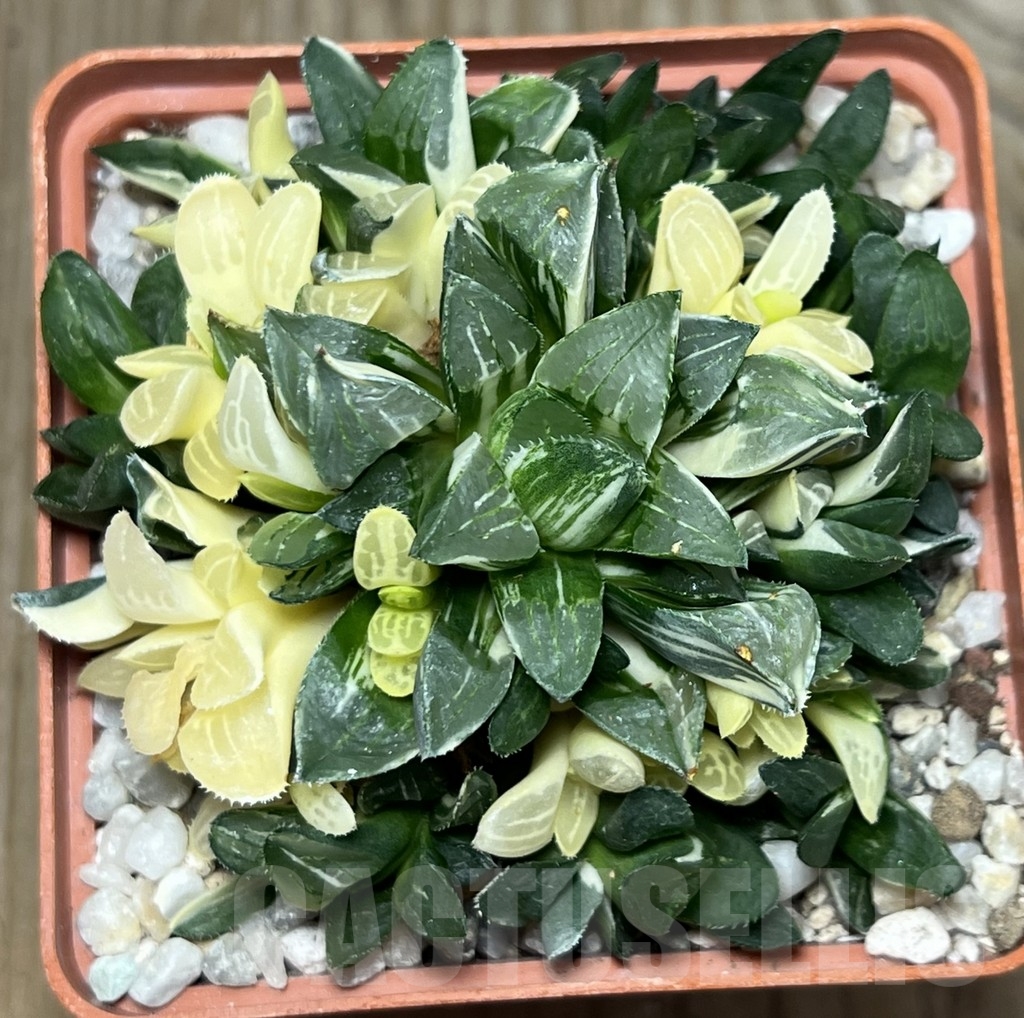 SHPR18445 Haworthia retusa f. variegata - Image 3