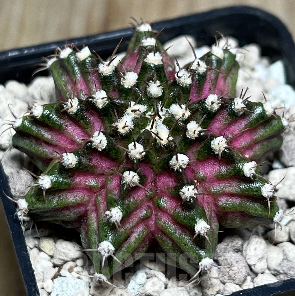 SHPR18492 Gymnocalycium mihanovichii 'T-lux' hybrid