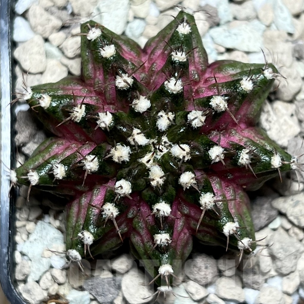 SHPR18492 Gymnocalycium mihanovichii 'T-lux' hybrid - Image 2