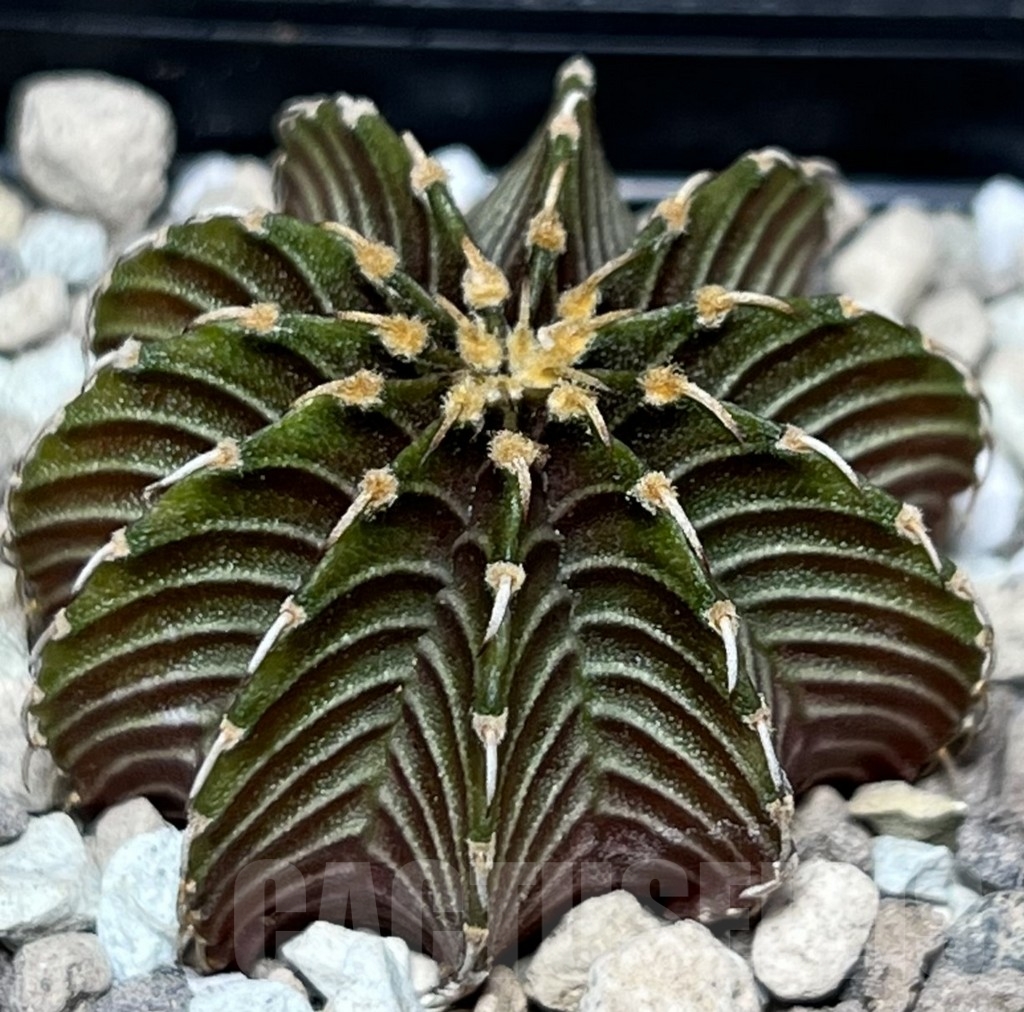 SHPR18493 Gymnocalycium friedrichii LB 2178 Thai. form