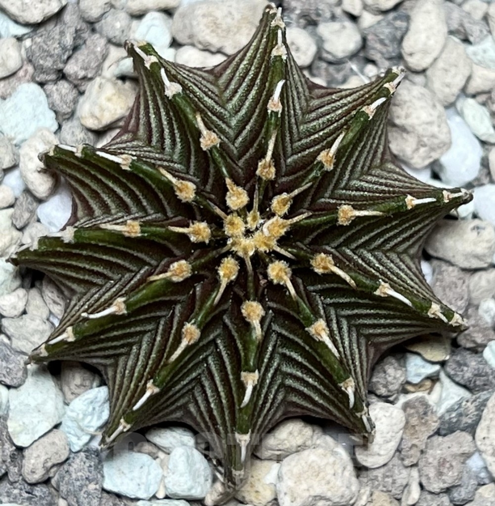 SHPR18493 Gymnocalycium friedrichii LB 2178 Thai. form – Image 2