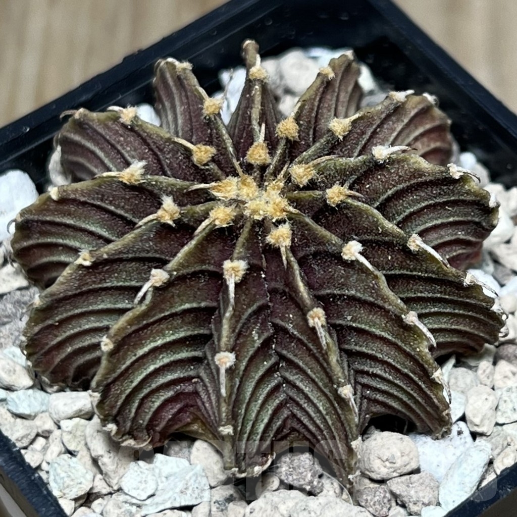 SHPR18494 Gymnocalycium friedrichii LB 2178 Thai. form