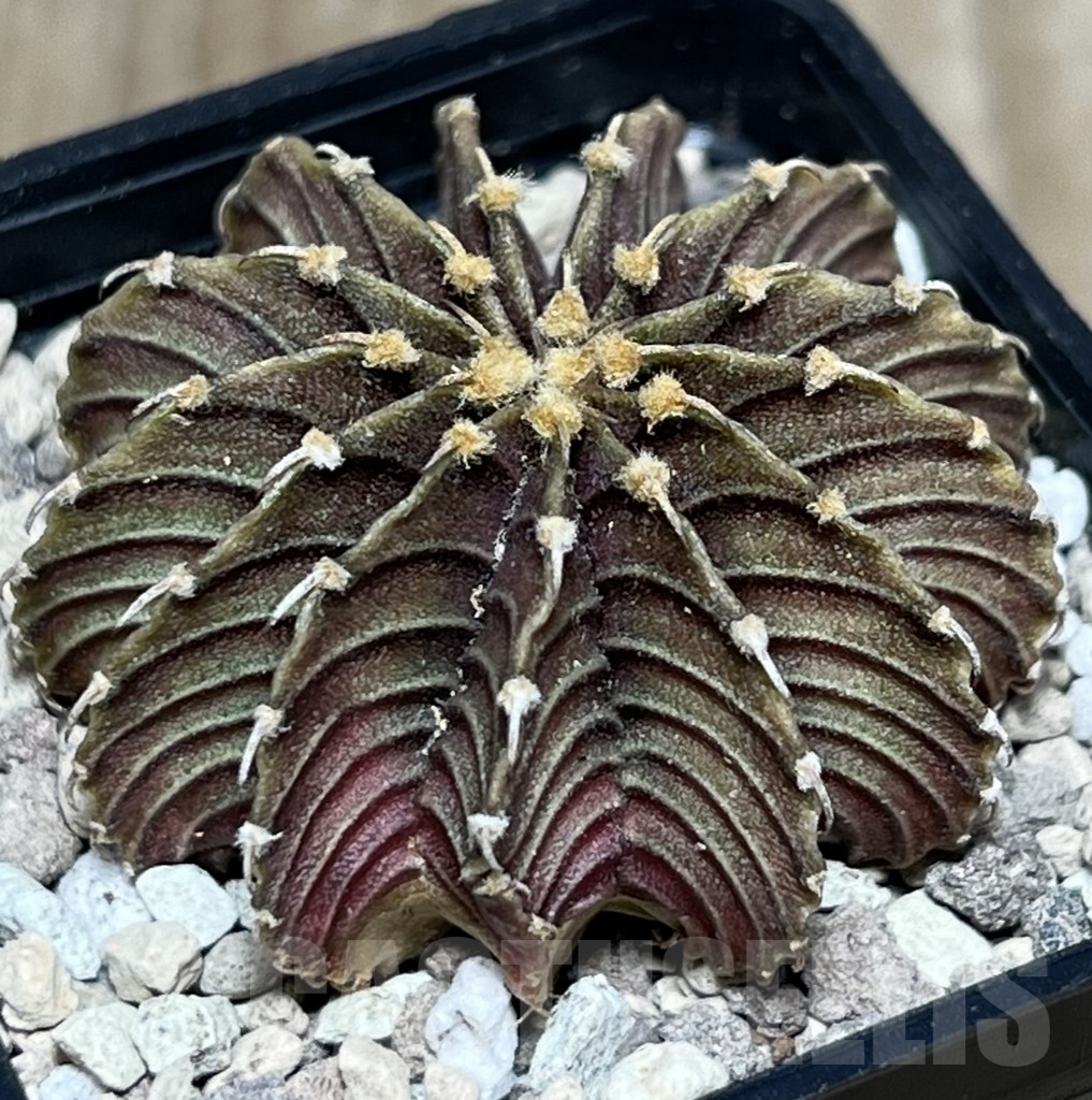 SHPR18494 Gymnocalycium friedrichii LB 2178 Thai. form - Image 2