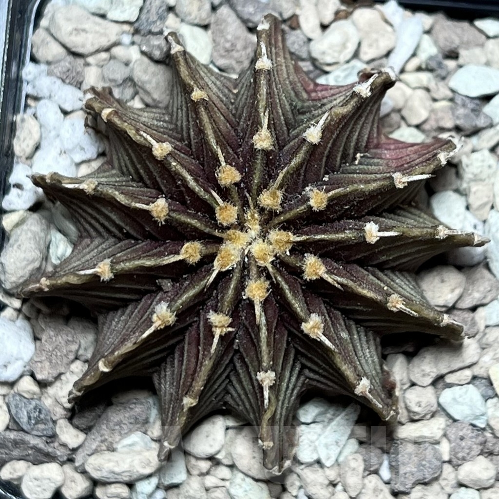 SHPR18494 Gymnocalycium friedrichii LB 2178 Thai. form - Image 3