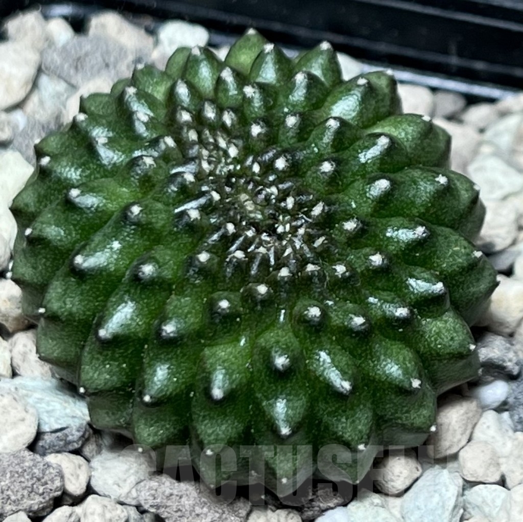 SHPR18495 Gymnocalycium mihanovichii hybrid ‘inermis’ f. cristata