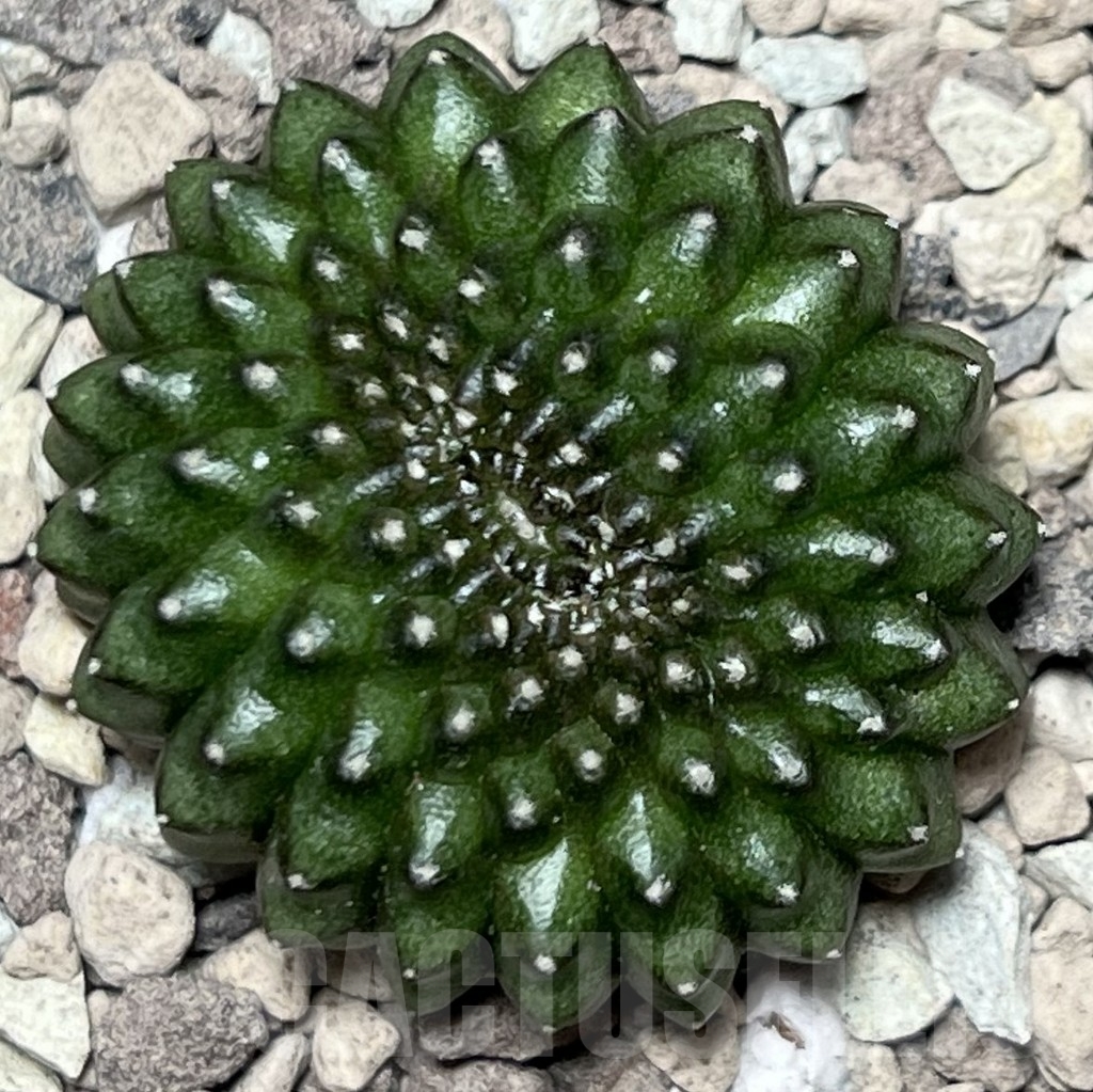 SHPR18495 Gymnocalycium mihanovichii hybrid ‘inermis’ f. cristata - Image 2