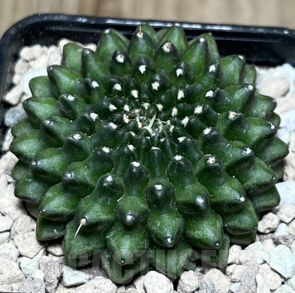 SHPR18497 Gymnocalycium mihanovichii hybrid ‘inermis’