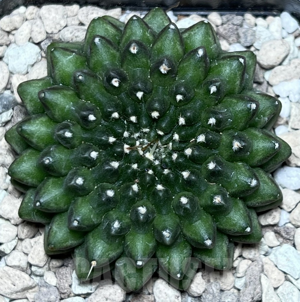 SHPR18497 Gymnocalycium mihanovichii hybrid ‘inermis’ - Image 2