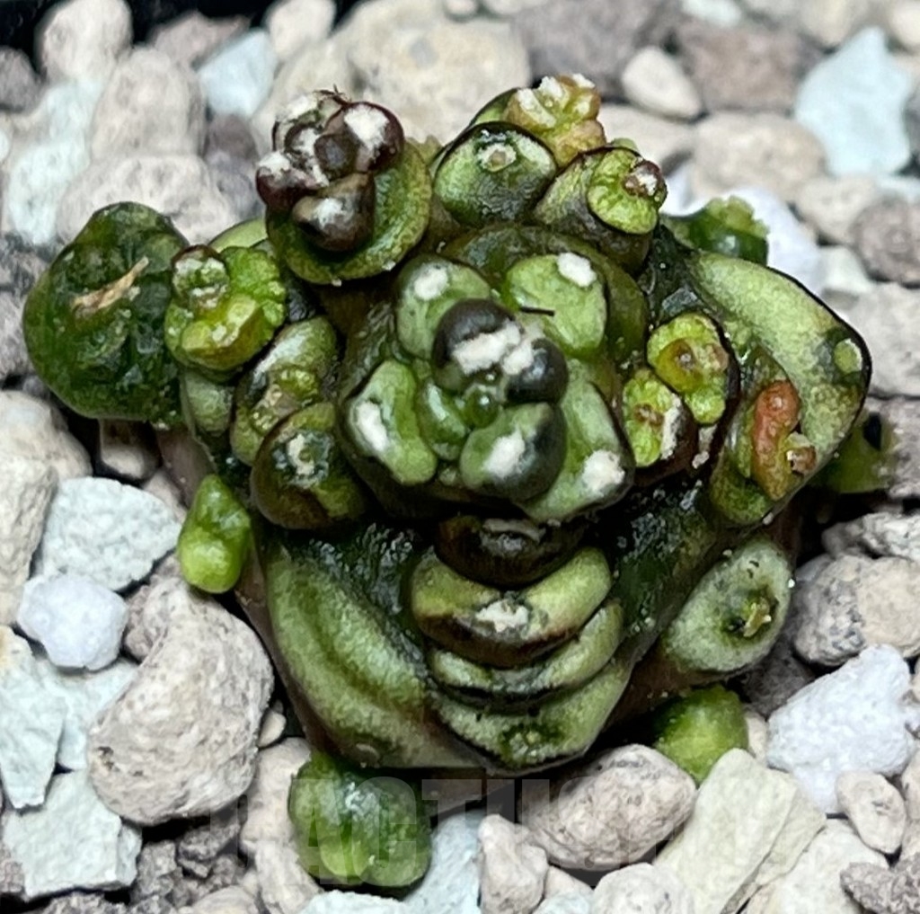 SHPR18499 Gymnocalycium mihanovichii ‘Transformer’, seedling