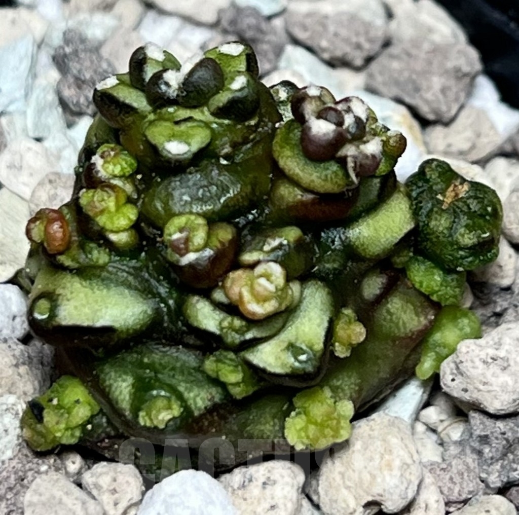SHPR18499 Gymnocalycium mihanovichii ‘Transformer’, seedling – Bild 2