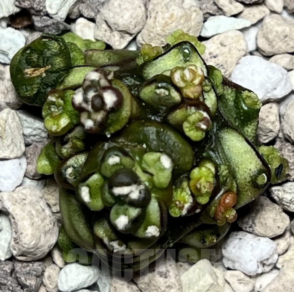 SHPR18499 Gymnocalycium mihanovichii ‘Transformer’, seedling – Bild 3