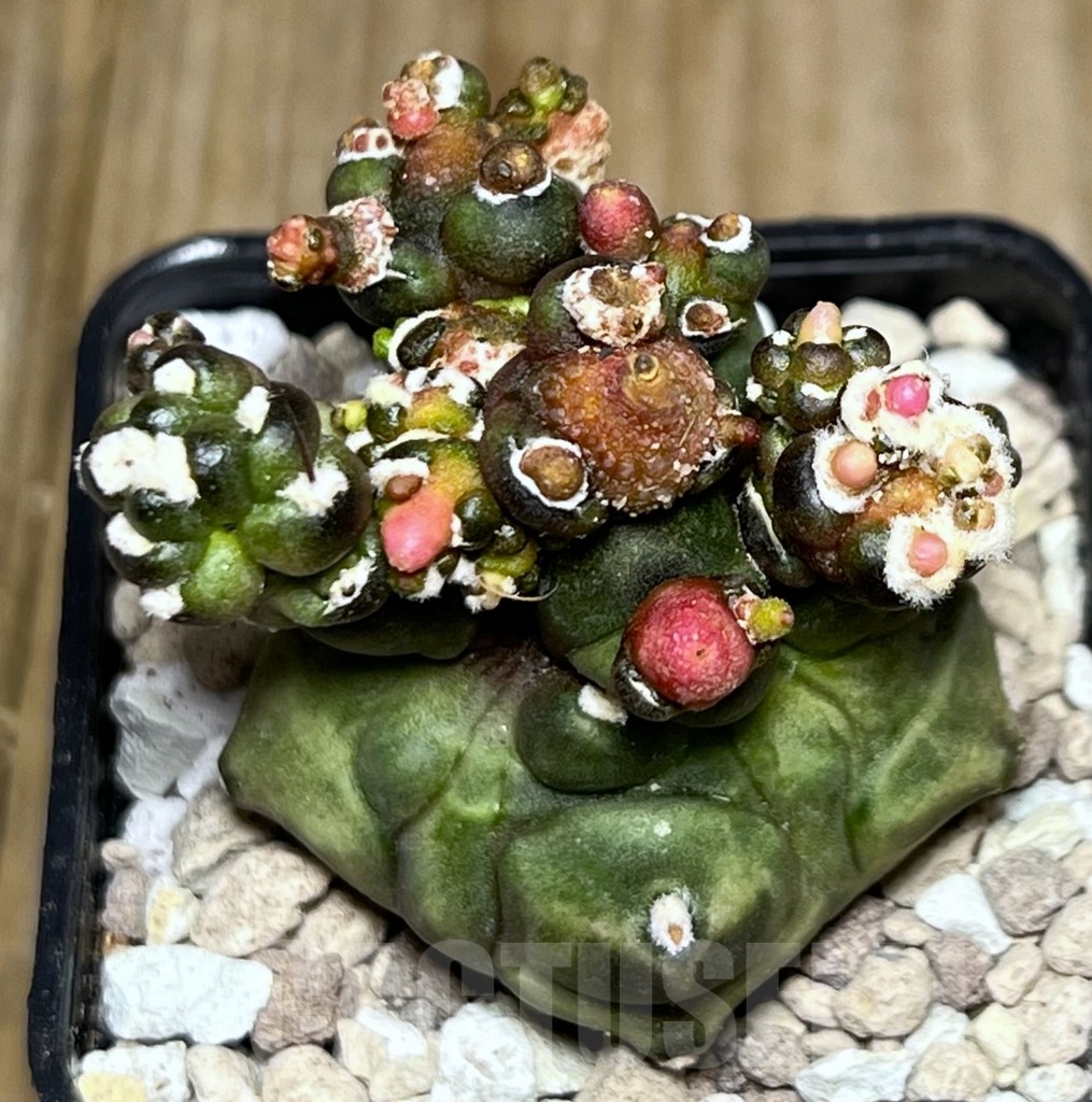 SHPR18500 Gymnocalycium mihanovichii ‘Transformer’ – Bild 2