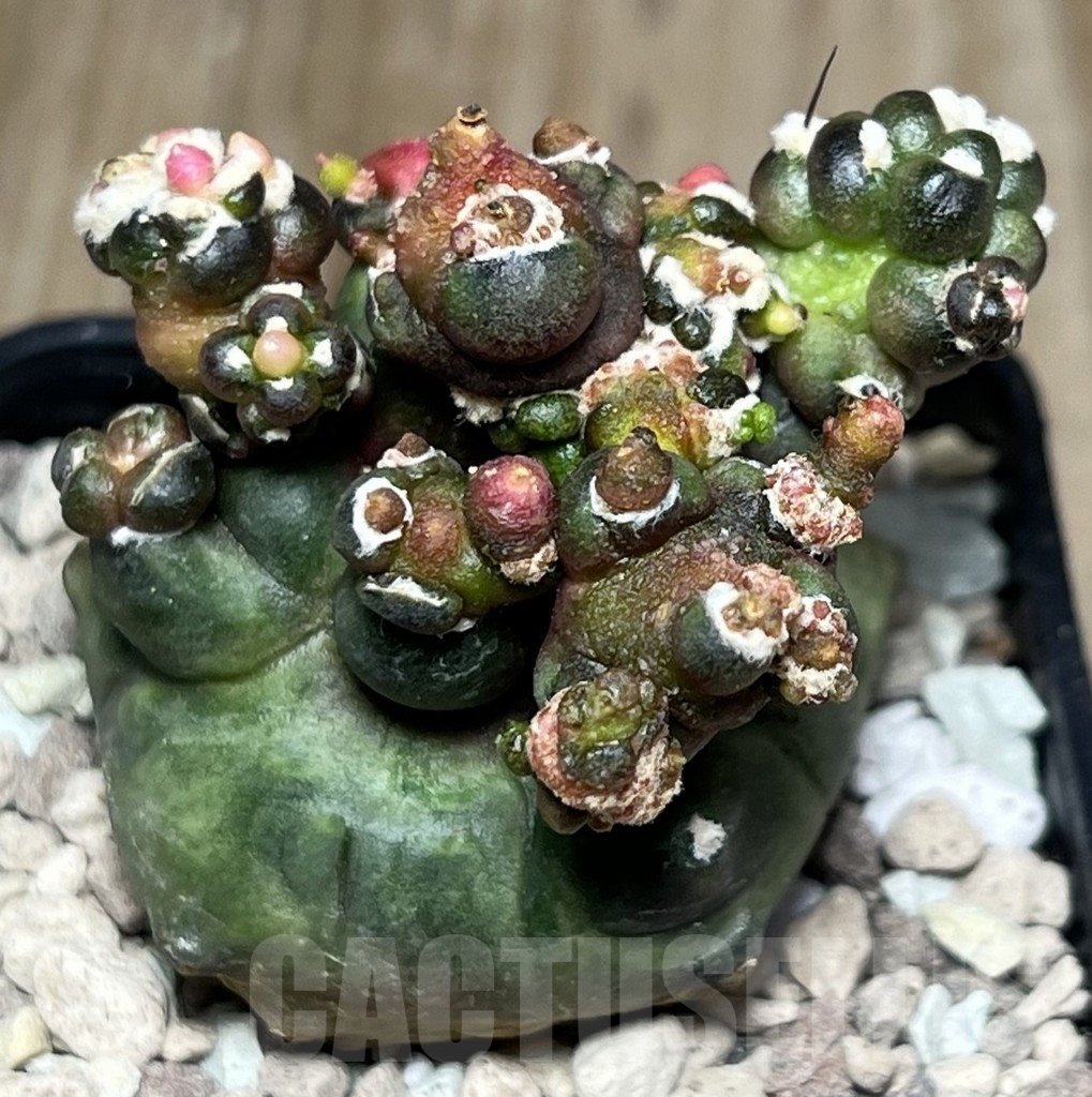 SHPR18500 Gymnocalycium mihanovichii ‘Transformer’