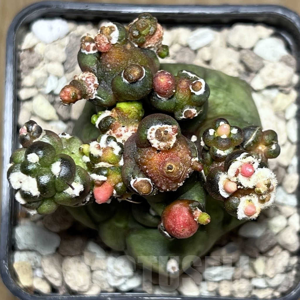 SHPR18500 Gymnocalycium mihanovichii ‘Transformer’ – Bild 3