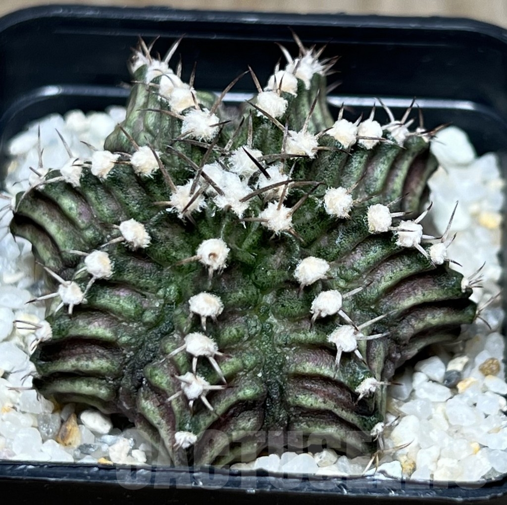 SHPR18501 Gymnocalycium mihanovichii ‘T-rex’ hybrid