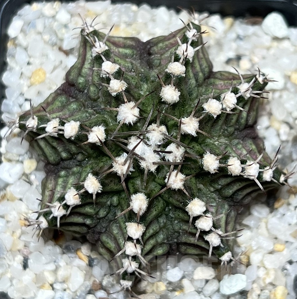 SHPR18501 Gymnocalycium mihanovichii ‘T-rex’ hybrid – Bild 2