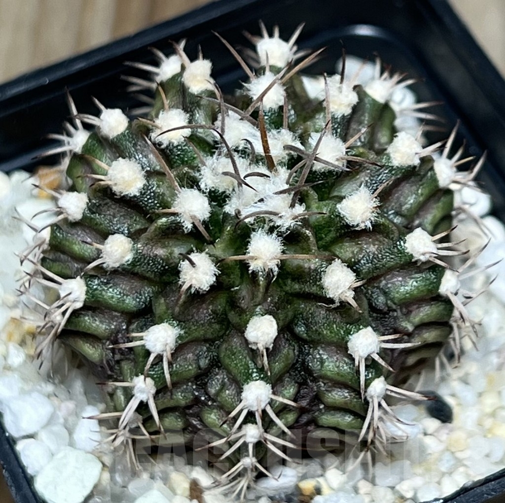 SHPR18502 Gymnocalycium mihanovichii ‘T-rex’ hybrid