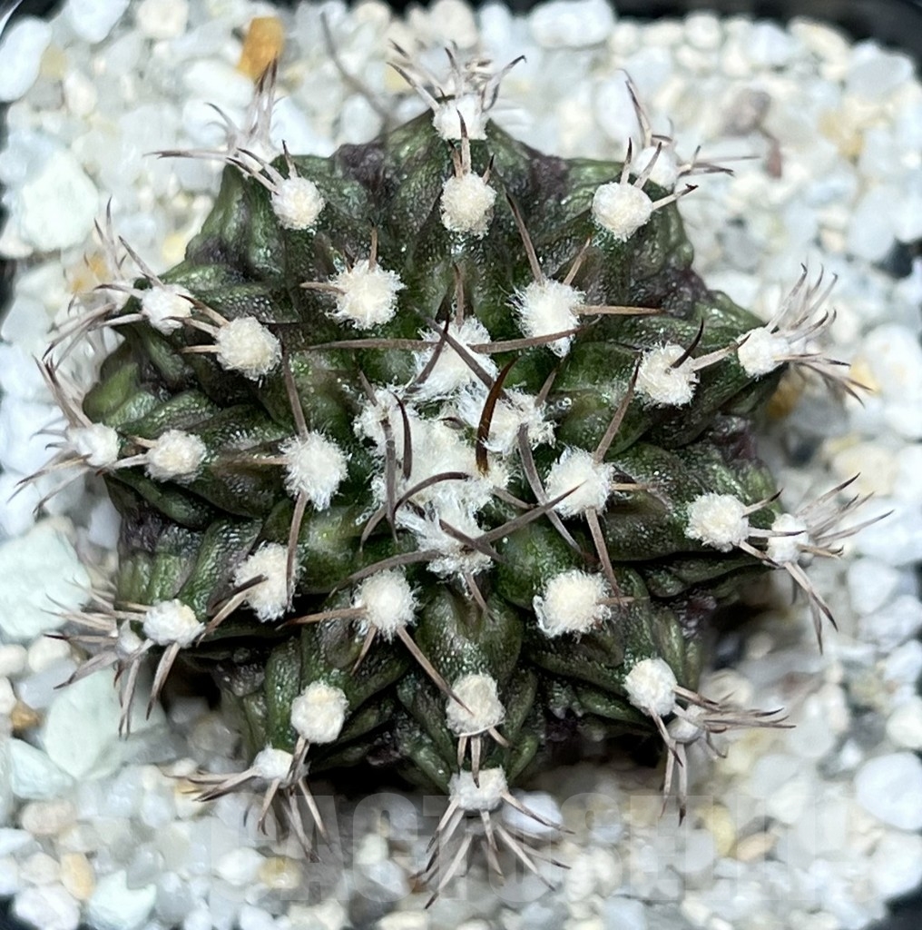 SHPR18502 Gymnocalycium mihanovichii ‘T-rex’ hybrid – Bild 2