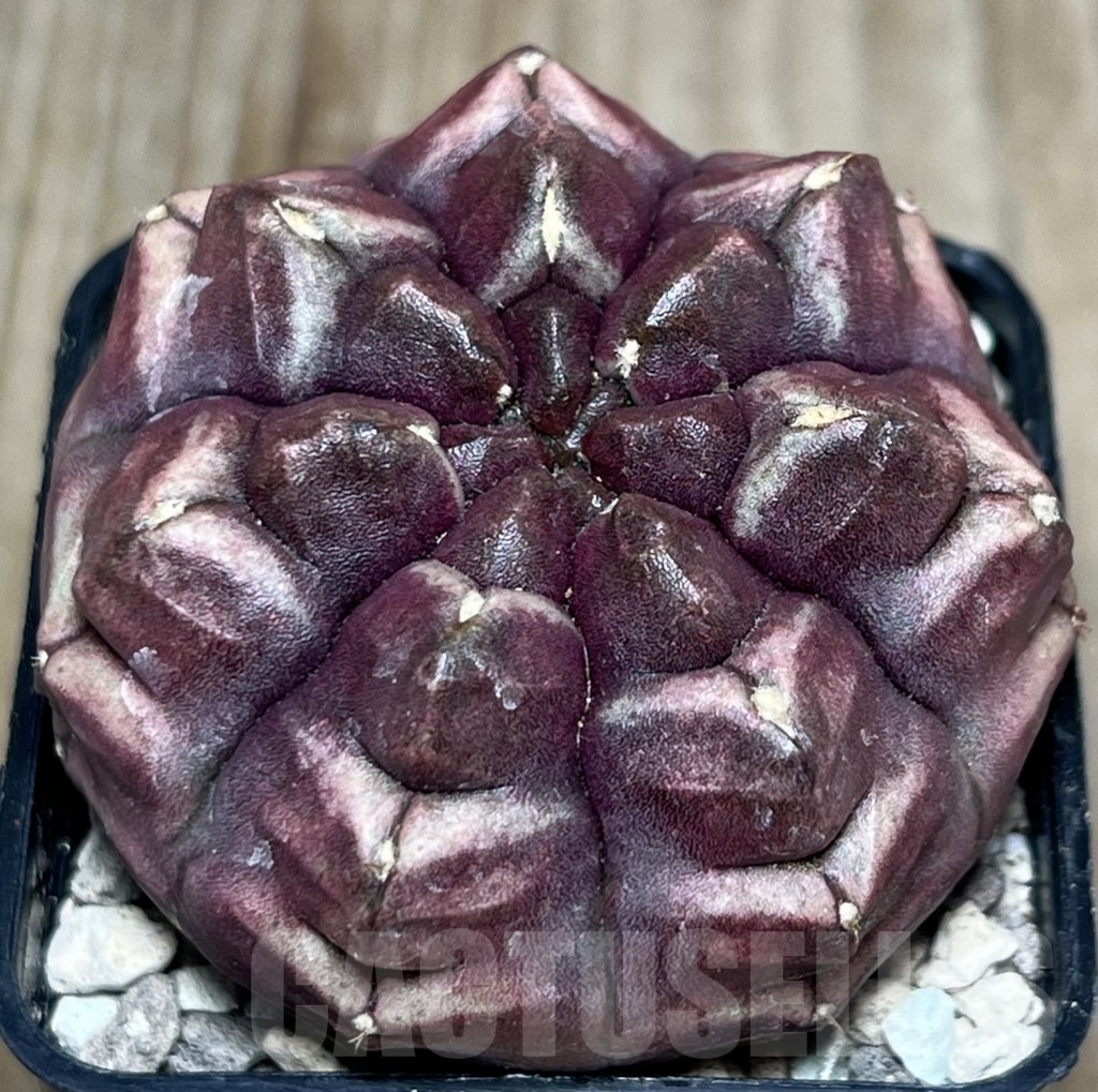 SHPR18503 Gymnocalycium mihanovichii ‘Day dream’