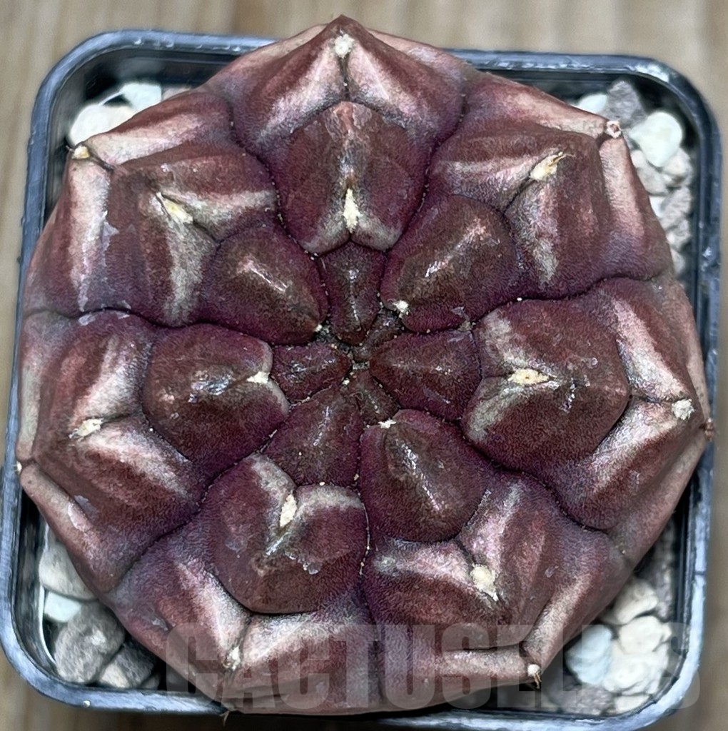 SHPR18503 Gymnocalycium mihanovichii ‘Day dream’ - Image 2