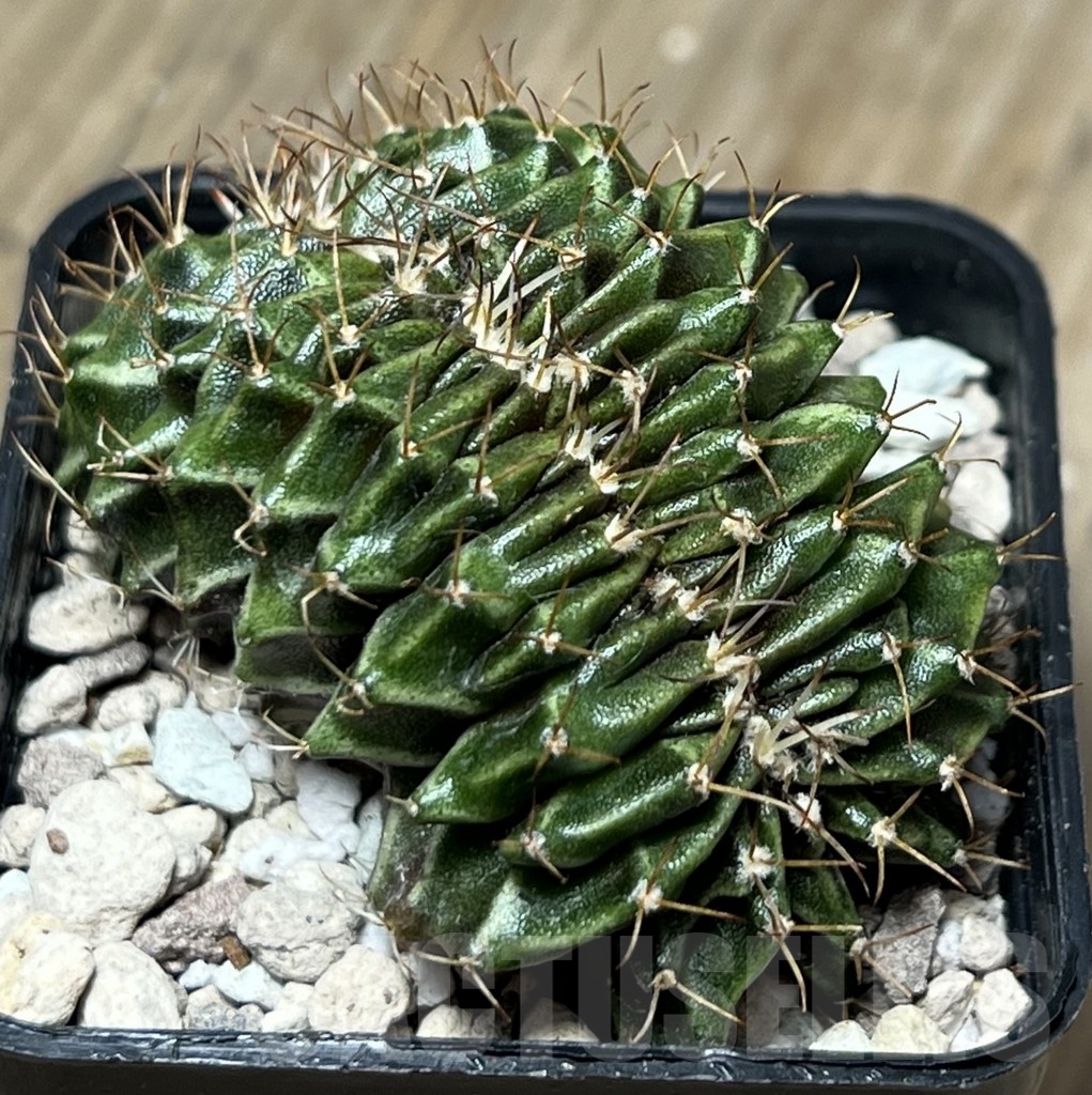 SHPR18505 Gymnocalycium mihanovichii f. cristata