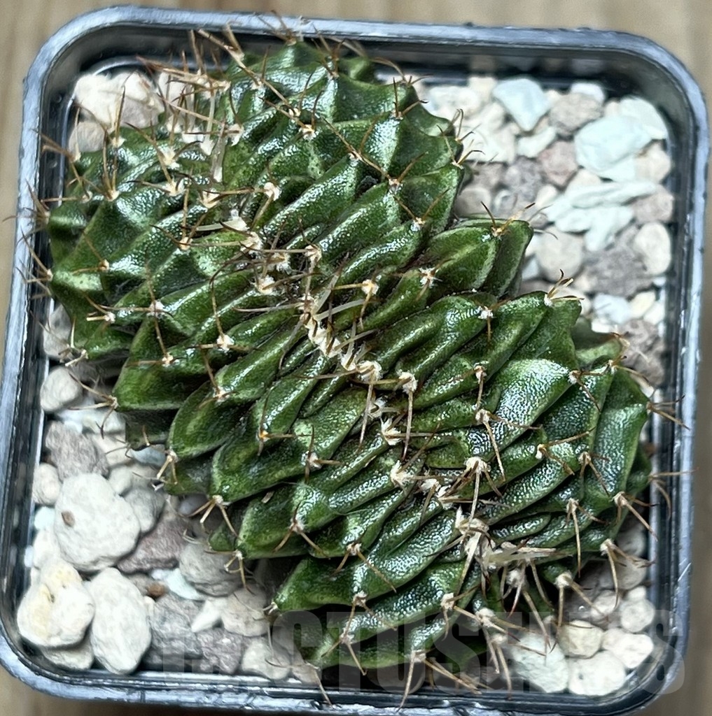 SHPR18505 Gymnocalycium mihanovichii f. cristata - Image 2