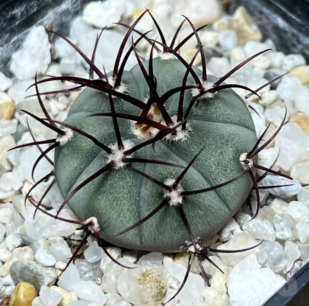 SHPR18509 Gymnocalycium cabreraense
