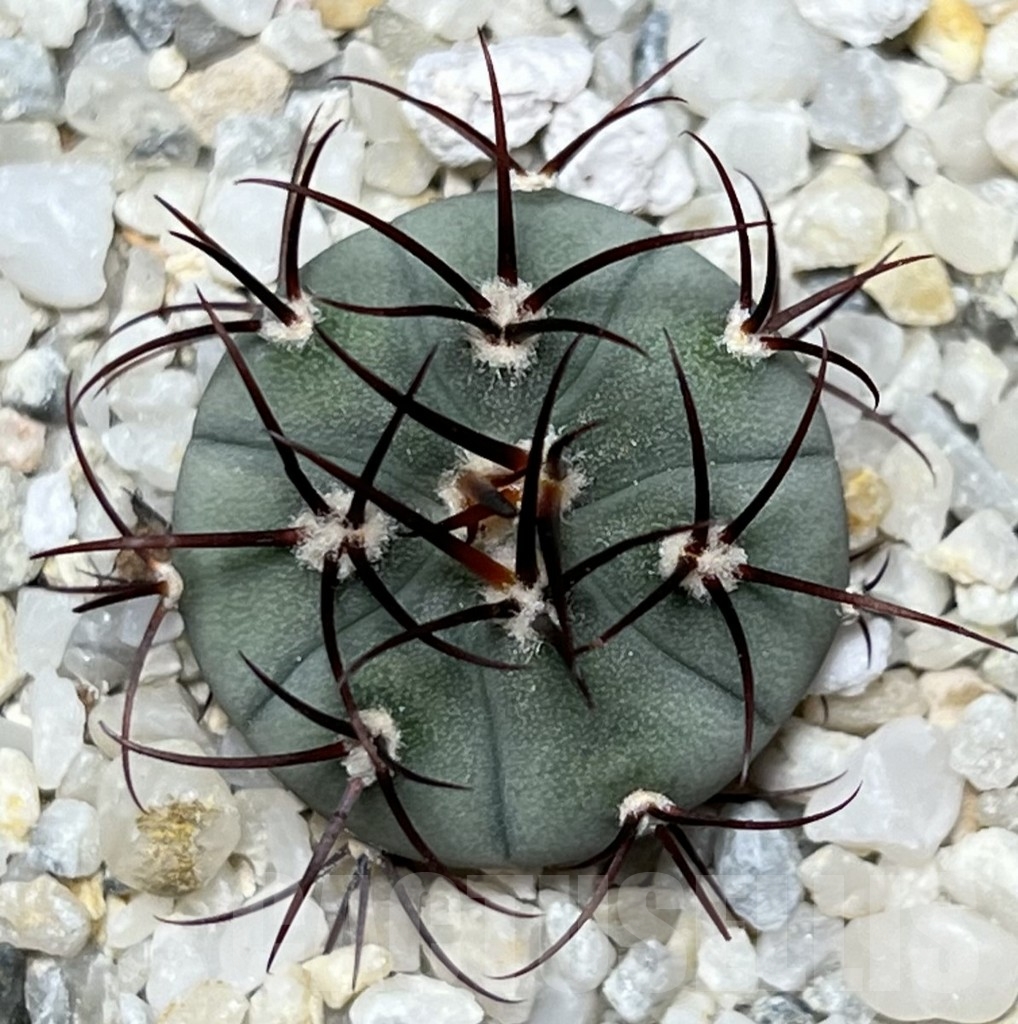SHPR18509 Gymnocalycium cabreraense - Зображення 2