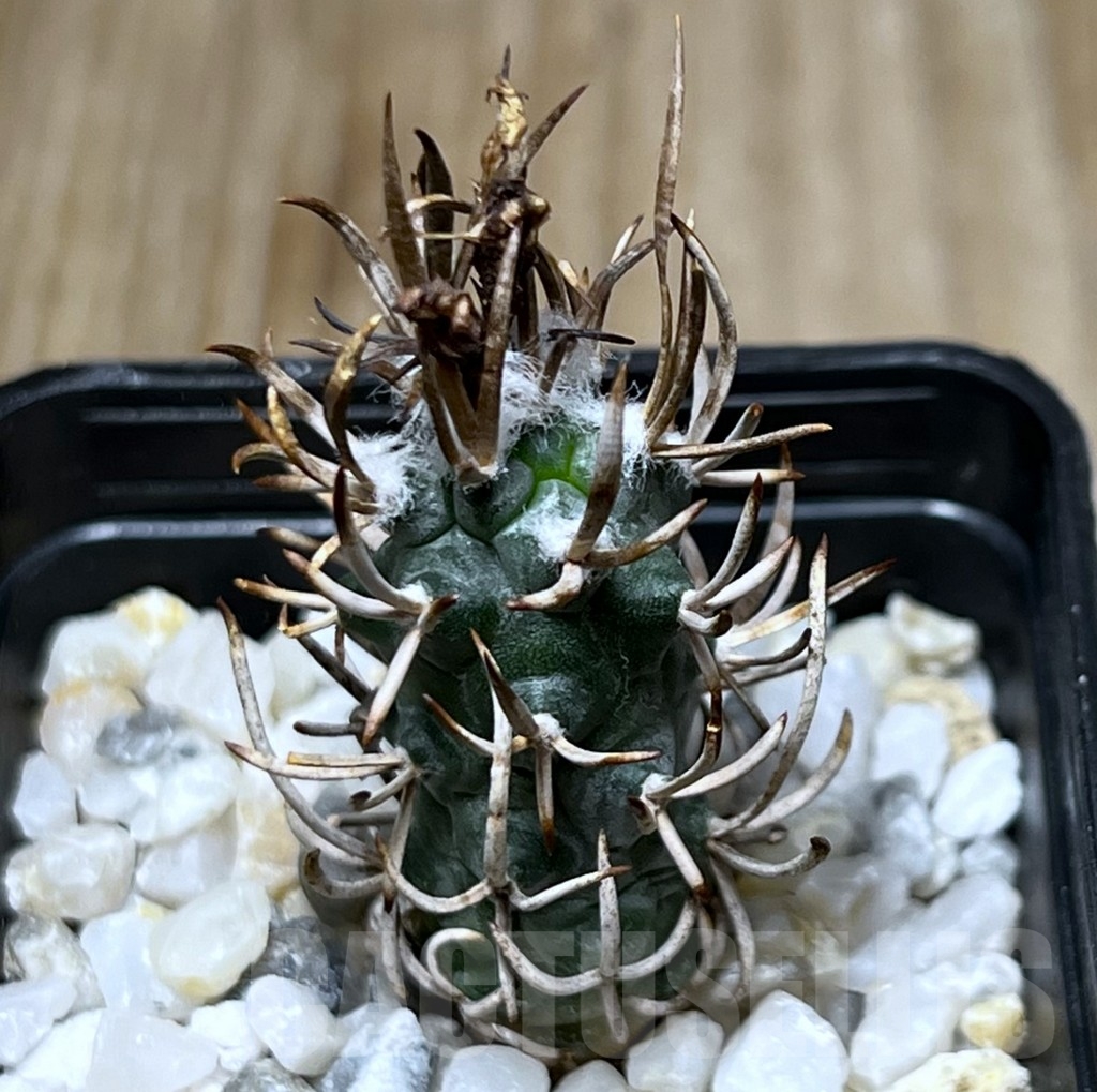 SHPR18510 Turbinicarpus flaviflorus VM1016