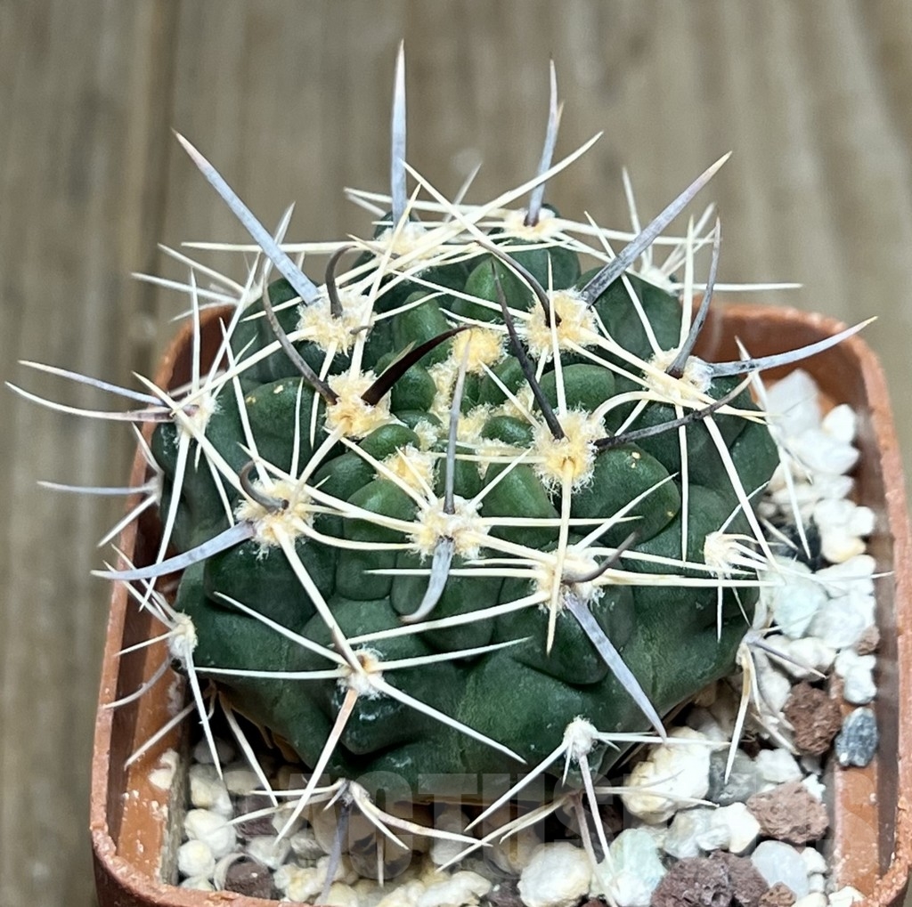 SHPR18512 Gymnocalycium bicolor