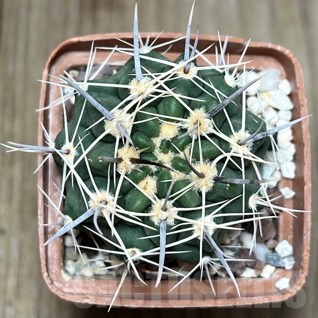 SHPR18512 Gymnocalycium bicolor - immagine 2