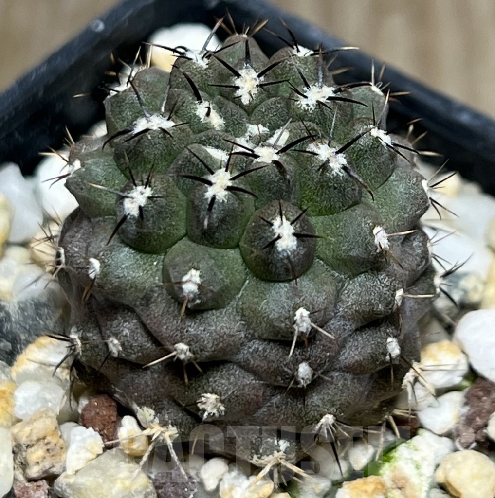 SHPR18515 Neochilenia jussieui