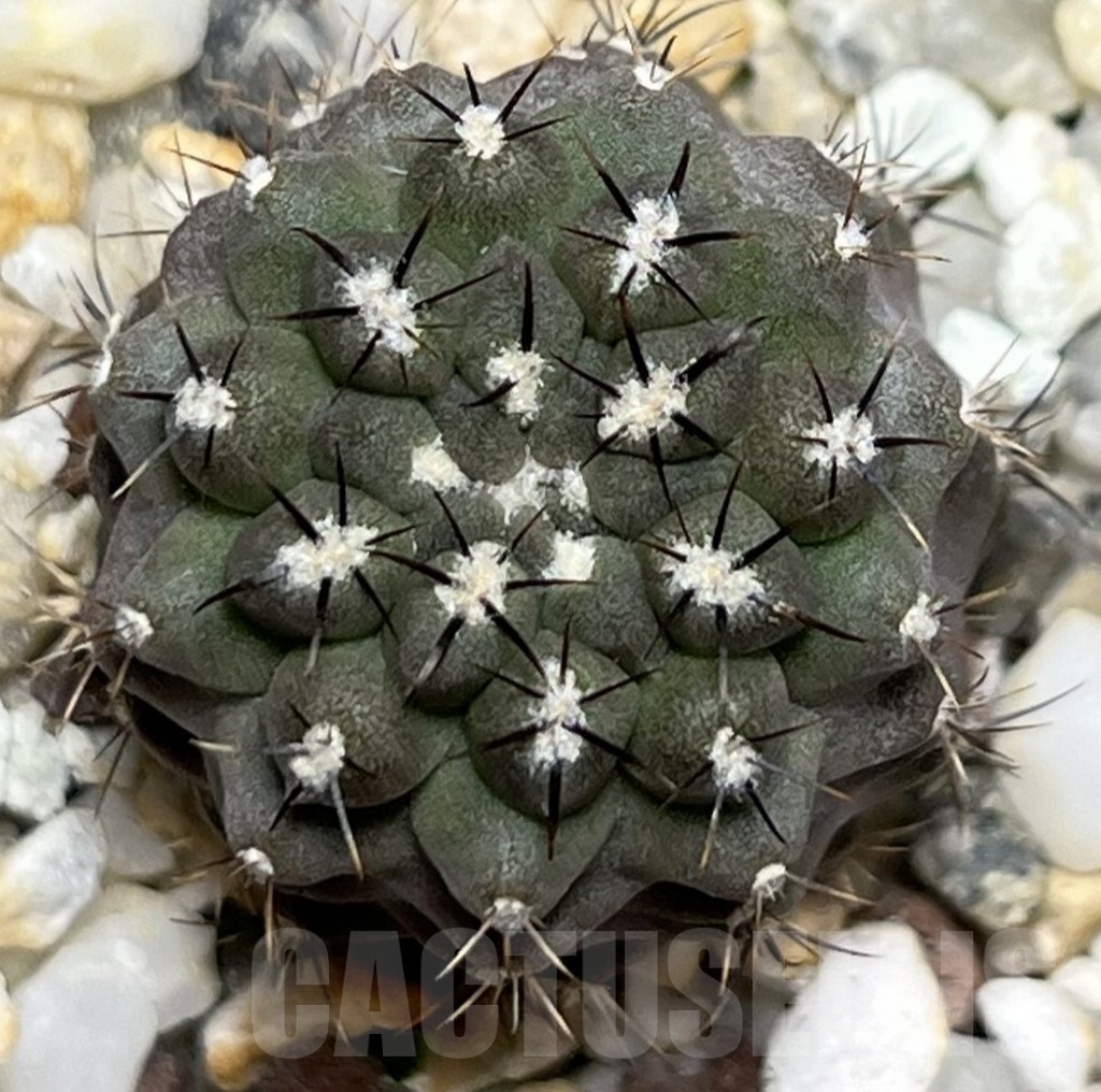 SHPR18515 Neochilenia jussieui - Image 2