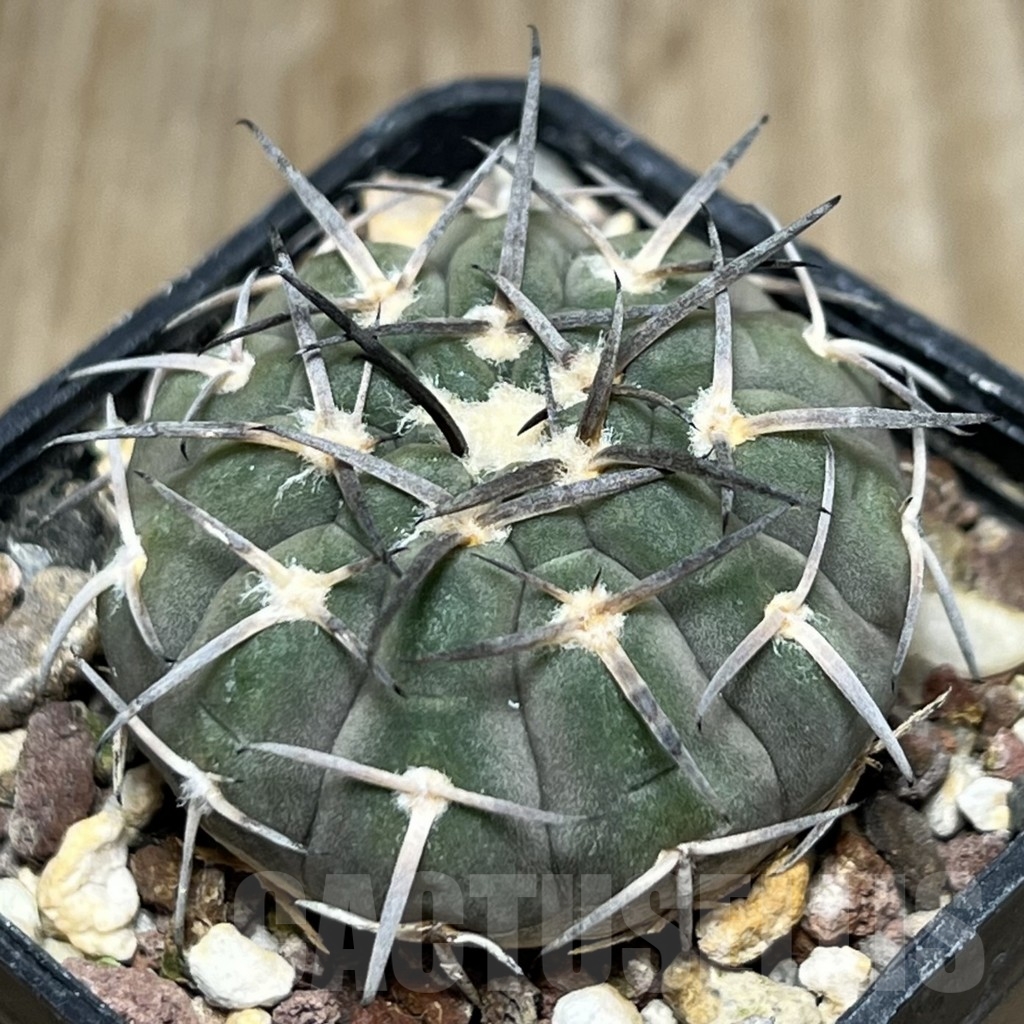 SHPR18516 Gymnocalycium spegazzinii