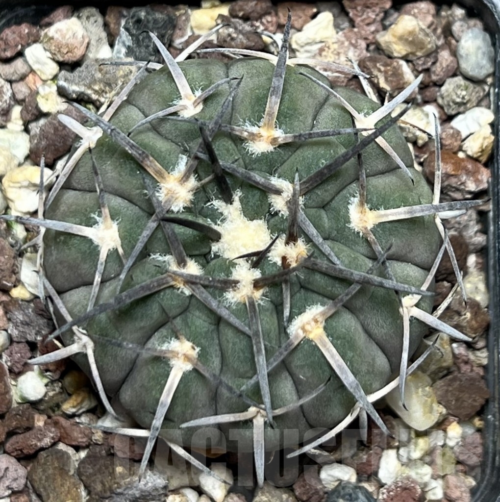 SHPR18516 Gymnocalycium spegazzinii - immagine 2