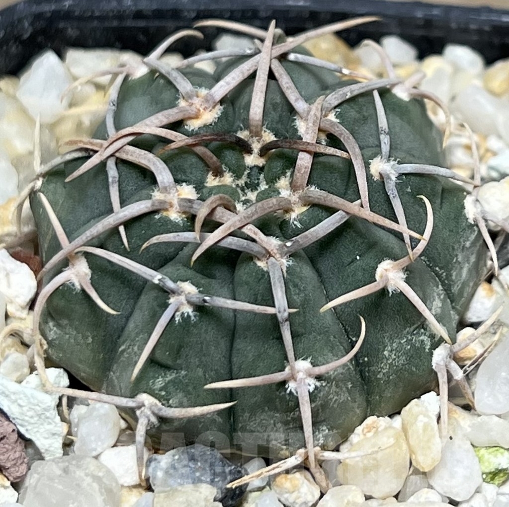 SHPR18517 Gymnocalycium vatteri